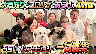 【衝撃の初対面】犬見知りのコロッケとあられが初対面！お互いのリアクションが… [upl. by Weinstein]