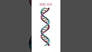 The Structure of DNA [upl. by Hadeis962]