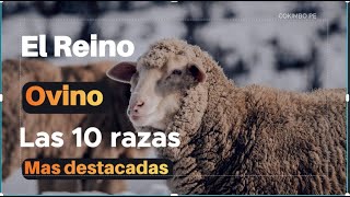 ✔️ Las 10 RAZAS de Ovejas más DESTACADAS Globalmente [upl. by Eynobe]