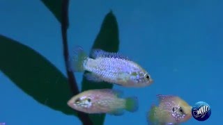 Hemichromis sp lifalili blue neon [upl. by Aushoj]