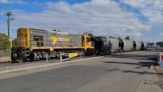 TasRail DQ 2008 with coal wagons East Tamar Yard [upl. by Naeerb762]