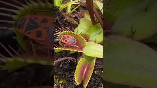 firebug deal to death with Venus flytrapDionaeamuscipula [upl. by Davena137]