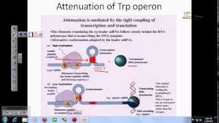 Tryptophan operon [upl. by Levina]