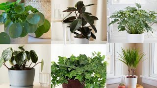 24 Best Plants for Cleaning Indoor Air Air Purifying Plants 🪴 [upl. by Neall476]