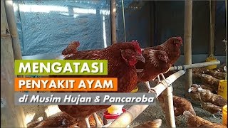 Mengatasi Penyakit Snot CRD Ngorok dan Gejala Tetelo pada Ayam [upl. by Derek]