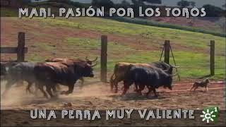 Toros de Torrehandilla Mari perra muy valiente pasión por el toro bravo  Toros desde Andalucía [upl. by Nnyleuqcaj935]