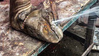 EP9 THE BEST cutting and cleaning wound for the cow hoof [upl. by Eenafit]