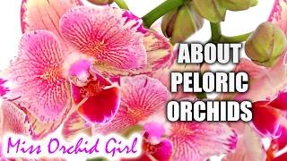 Peloric Orchids  What they are are they sick should we buy them [upl. by Moersch]