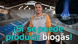 ¡Sí se puede producir biogás con estiércol de conejo  Biodigestores Sistemabio [upl. by Einnej]