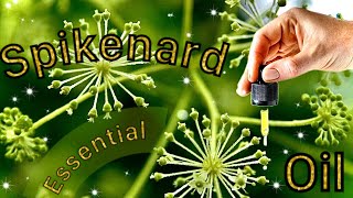 The Health Benefits of Spikenard Essential Oil Is Better Than Tinfoil [upl. by Innattirb]