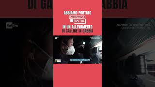 📹 Abbiamo portato Mi Manda Rai Tre in un allevamento di galline in gabbia [upl. by Rand864]