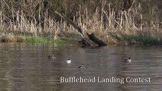 Buffleheads Landing Contest 202004 [upl. by Leola]