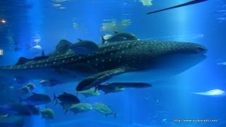 大阪 海遊館 ナイトアクアリウム 夜の水族館 Kaiyukan Night Aquarium Osaka Japan [upl. by Yeltsew]