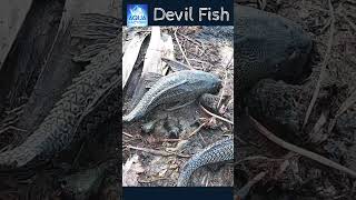 Shorts Devilfish దెయ్యం చేపలు  Danger Fish  Deyyam chepa  దెయ్యంచేప వల్ల నష్టాలు  Aqua factory [upl. by Ailin]