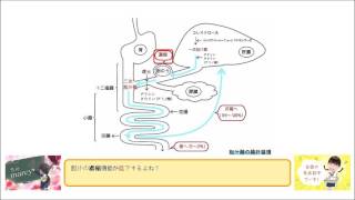 胆のう摘出後は、 胆汁の濃縮機能が亢進する。 （○or×） [upl. by Ivets]