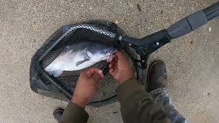 Lakefront Catfishing ll Hunt For The Blue Catfish ll [upl. by Kunkle625]