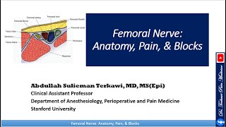 Femoral nerve Anatomy Pain Block and Treatment [upl. by Ardnusal963]