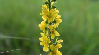 Agrimonia eupatoria 1mp4 [upl. by Filberto]