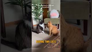 Funny cat moments ep 28🐈 cat fypシ゚viral funnycatsfunnyanimal [upl. by Hoeve147]