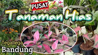 Pusat TANAMAN HIAS paling Komplit dan Murah di Bandung  Info Bandung  Decorative Plants [upl. by Adria]