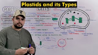 Chloroplast Chromoplast and Leucoplast Plastids and its types Detailed Series [upl. by Nosremaj117]