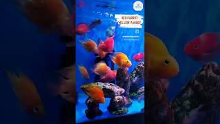 New Fish Arrivals  South American Cichlid 🐟Red Parrot Yellow Parrot Salvini Cichlid [upl. by Ajak]