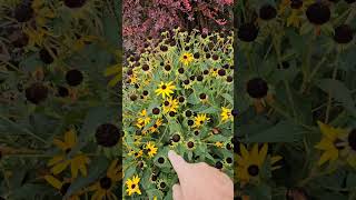 Ornamental value in the landscape Rudbeckia [upl. by Messab]