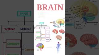 BRAIN  Midbrain  Hindbrain parts  Their function   In summary form 2 [upl. by Llewej505]