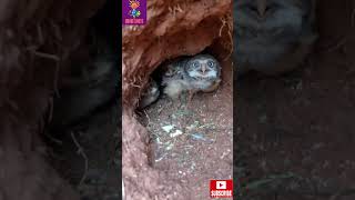 Adorable and Fascinating Baby Owls  Burrowing Owl [upl. by Luamaj]