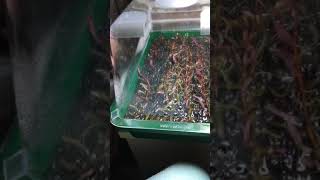 Propagation of Aquarium Plants S1E1 [upl. by Ecirtel336]