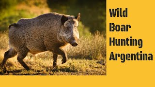 Argentina Big Hunting Wild Boar Stalking [upl. by Bonner405]