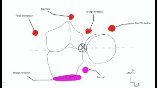 Arthrologie du membre supérieur Physiologie articulaire du coude [upl. by Janeva270]