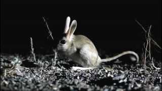 Jerboa in the Gobi Desert Mongolia [upl. by Ellehctim]