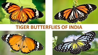 Tiger Butterflies of India 🦋 🇮🇳  Butterflies  Indian Insects [upl. by Tiphany223]