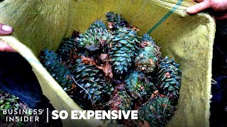 Why Pine Nuts Are So Expensive  So Expensive [upl. by Irallih]