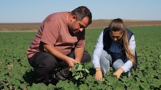 Plant Fit fertilizantul lansat în 2024 de Biochem are rezultate excelente la Jurilovca în Tulcea [upl. by Powder]