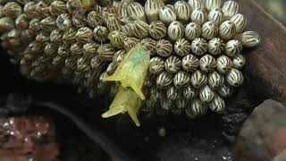 【水生昆虫】タガメの赤ちゃんが産まれたよ！ belostomatidae giant water bug [upl. by Falconer]