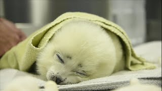 1 Hour and 35 Minutes Of Cute Babe Seals [upl. by Herr]