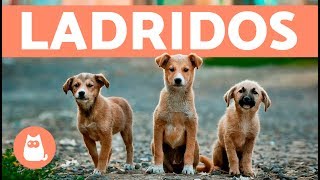 Preciosos cachorros ladrando  Puppies barking [upl. by Ahsiekit]