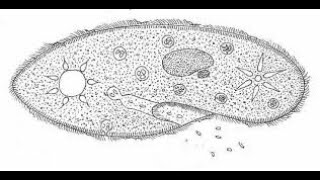 පැරමීසියම් 01  Paramecium  Part 01  SFT  Practical  Nishantha Marappuli [upl. by Ecnadnak816]