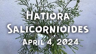 Hatiora salicornioides [upl. by Abas888]