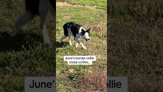 June border collie creep vs Dex… [upl. by Einaj]