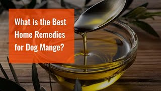 What is the Best Home Remedies for Dog Mange [upl. by Hainahpez]