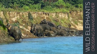 ELEPHANTS SWIMMING ACROSS DEEP WATER OF DHANSIRI RIVER  NUMALIGARH ELEPHANT HERD [upl. by Akkina]