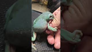 Green Tree Frog eating a Superworm [upl. by Korff]