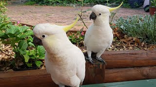 Hilarious Cockatoos Crash My Garden Party Watch Them Wait Not So Patiently for Snacks [upl. by Diamond198]