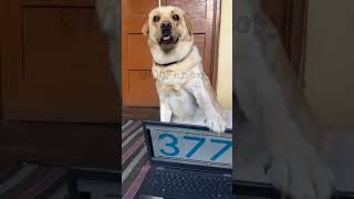 Fugly Fugly youtubeshorts shorts labrador dog funny memes comedy trending [upl. by Dee Dee357]