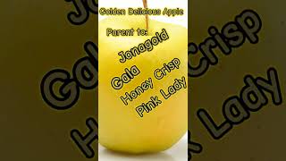 Golden Delicious Apple [upl. by Yolanda]