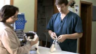 How to Put an Elizabethan Collar ecollar on a Cat  Veterinary Assistant Training [upl. by Mattias]