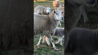 Do you like the Lambie Montage farmvlog farming sheepfarming [upl. by Fitz]